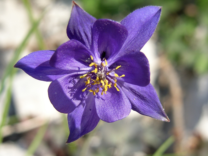 Aquilegia einseleana / Aquilegia di Einsele